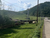 Декрет в деревне