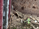Лягушечка 🐸