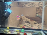 Рыбки. Вопросы 🐠🐟🐡