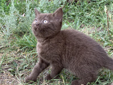 Котенок