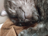 МОЖНО ЛИ КОТУ...