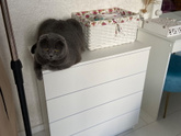Выхаживание новорожденного котенка