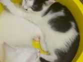 Куда пристроить котенка?