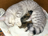 Моя кошка