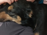 Тоша дома 2 месяца 🖤