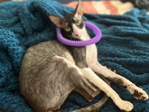 Котосемья