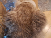 Кошка на даче часто давится шерстью