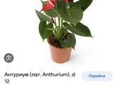 Антуриум