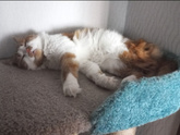 Домашние животные🥰