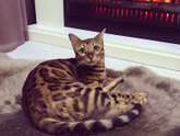 Бенгальская кошка. Возраст?