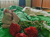 Не было у бабы