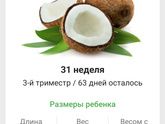 31 неделя
