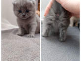 Кошатники,проверим пол котят?