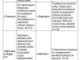 Артикуляционная гимнастика (полезно и для взрослых?)