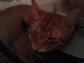 Котик