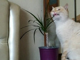 ??