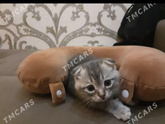 Девочки какой лучше?)))