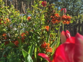 Деревня 🌲🌷🌻