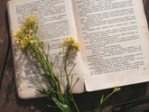 Нашла сегодня книгу война