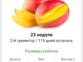 23 недели. 🥭🥭🥭