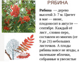 Рябина учим деревья - какая презентация лучше для садика?