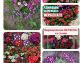 Скажите пожалуйста как называются эти цветы?