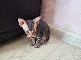 Как зовут вашего кота?
