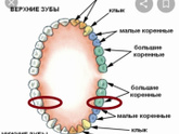 Коренные зубы