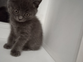 Стоит ли брать породистого котенка?