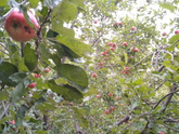 Подарок из леса