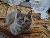 Стерилизация кошки
