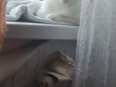 Котенок 🐱 Перерастет