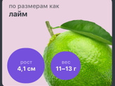 11 неделек)