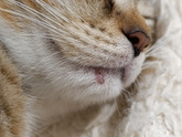 КотЭ