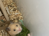 Про хомяка 🐹