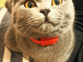 Кошатникам