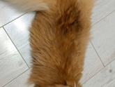 Кошки