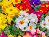 Примула spring bouquet отзывы садоводов интересны