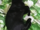 Питомцы 🐈🐕🐇🦜🐠🐢🐁