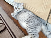Кошка !