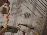 Любимые амадинки 🕊️