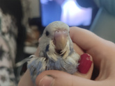 Какие у вас животные дома?