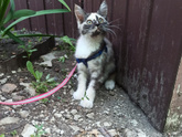 Котёнок