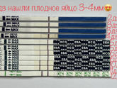 Поздняя овуляция