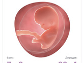 7 неделька 💜🤰🏻