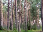 Лес