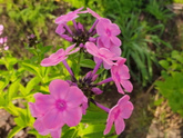 Флоксы🌺