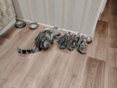 Шотландский кот