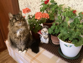 Маисовый полоз. Да и все зверье домашнее