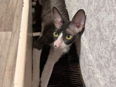 Котосемья